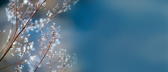 delicate openwork flowers in the frost. Gently lilac frosty natural winter background. Beautiful...