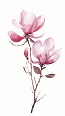 Two pink flowers on a stem against a white background. Magnolia flowers.