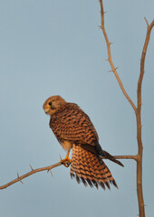 Portrait of a Common Kestrel perched on acacia tree at Jasra,  Bahrain