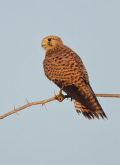 Common Kestrel perched on acacia tree at Jasra,  Bahrain