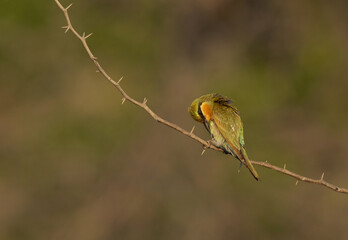 Blue-cheeked bee-eater preening, perched on acacia tree at Jasra, Bahrain