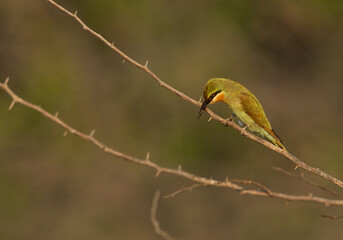 Blue-cheeked bee-eater feeding a bee at Jasra, Bahrain