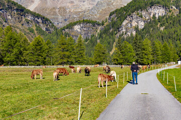 Cows grazing in the splendid town of Cavaglia - Val Poschiavo - Switzerland - 670656836