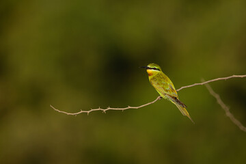 Blue-cheeked bee-eater on green backdrop at Jasra, Bahrain