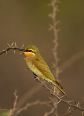 Blue-cheeked bee-eater on acacia tree at Jasra, Bahrain
