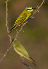Blue-cheeked bee-eater at Jasra, Bahrain