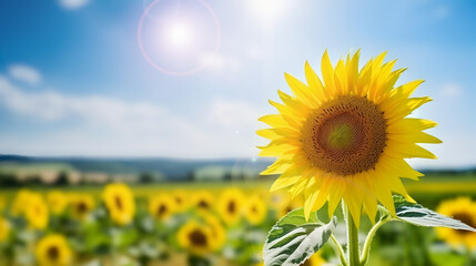 Agricultural sunflowers field in summer.