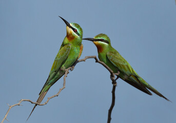 Closeup of Blue-cheeked bee-eater pair perched on acacia tree at Jasra, Bahrain