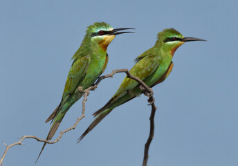 Blue-cheeked bee-eater pair perched on acacia tree at Jasra, Bahrain