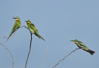 Blue-cheeked bee-eaters perched on acacia tree at Jasra, Bahrain