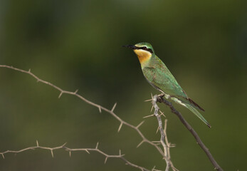 Portrait of Blue-cheeked bee-eater perched on acacia tree at Jasra, Bahrain