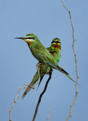 A pair of Blue-cheeked bee-eater perched on acacia tree at Jasra, Bahrain