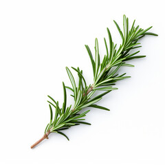 Fototapeta premium Rosemary plant on white isolated background - ai generative