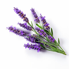 Lavender bouquet on white isolated background - ai generative