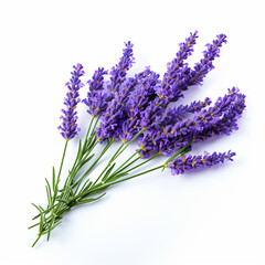 Fototapeta premium Lavender bouquet on white isolated background - ai generative