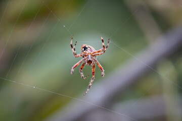 SPIDER CLOSE UP ARACHNID INSECT BUG MACRO PHOTO