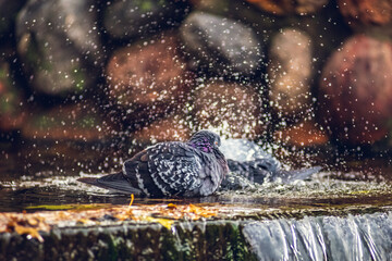 Two pigeons in fountain in the park