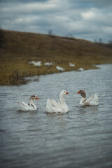 Photo of a flock of domestic geese in a meadow.