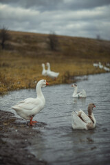Obraz premium Photo of a flock of domestic geese in a meadow.