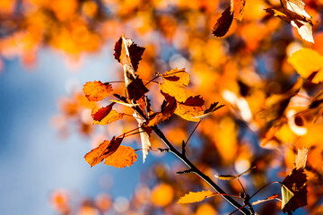 Colorful leaves in forest. Colorful leaves in autumn. HDR Image (High Dynamic Range).