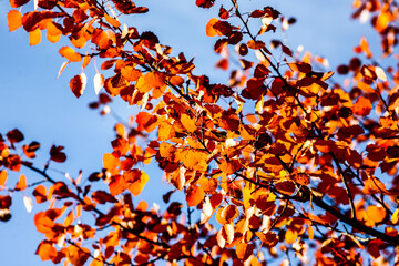 Colorful leaves in forest. Colorful leaves in autumn. HDR Image (High Dynamic Range).