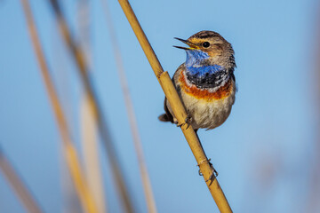 Weißsterniges Blaukehlchen (Luscinia svecica) Männchen