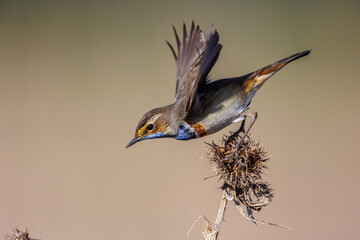 Weißsterniges Blaukehlchen (Luscinia svecica) Männchen