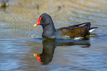 Teichhuhn (Gallinula chloropus)