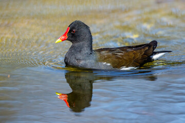Teichhuhn (Gallinula chloropus)