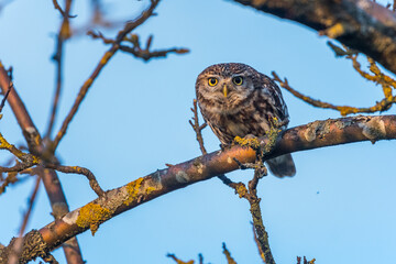 Steinkauz (Athene noctua)
