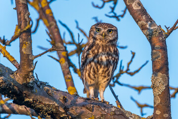 Steinkauz (Athene noctua)