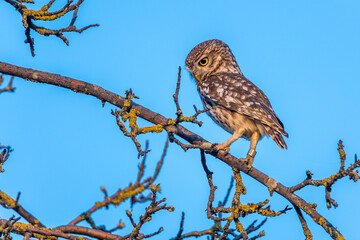 Steinkauz (Athene noctua)