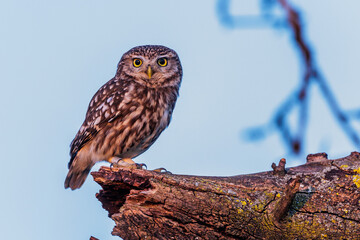 Steinkauz (Athene noctua)