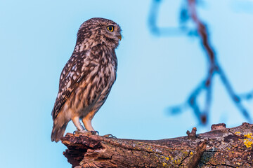 Steinkauz (Athene noctua)