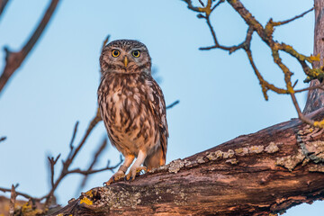 Steinkauz (Athene noctua)