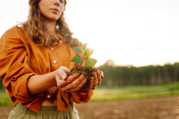 A young plant in the hands of a woman farmer against the background of an agricultural field. A...