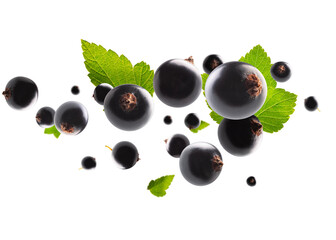 Excellent retouched black currant with leaves flies and levitates in space. Surround light from behind. Isolated on white