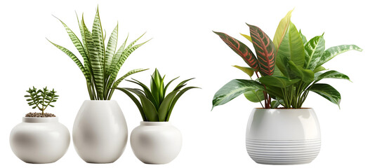 Contemporary Vases and Interior Plant Pots with Exquisite Natural Plants - Isolated on a Transparent Background for Modern Living