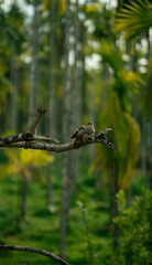 Obraz premium Birds in the tree branch