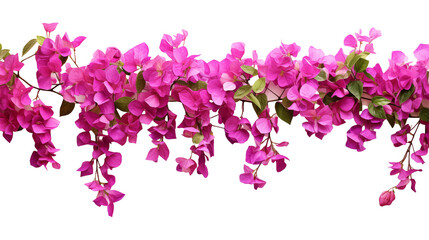 Pink bougainvillea flowers horizontal border with leaves and plants isolated on transparent background. Generative AI - obrazy, fototapety, plakaty