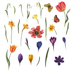 Flowers of snowdrops, crocuses, daffodils, tulips, leaves, butterflies are made in watercolor on a white background in watercolor. Ideal for greeting cards