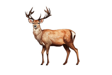 Naklejka na ściany i meble deer isolated on white background