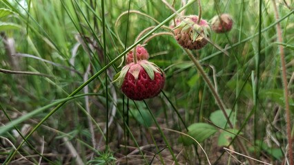 Fresh red wild strawberry growing in field in grass