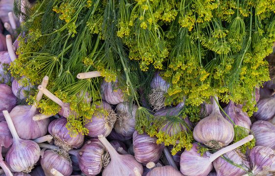An array of garlic bulbs with dill sprigs. Lots of fresh garlic bulbs and herbs.