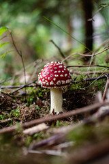 little fly agaric mushroom in forest