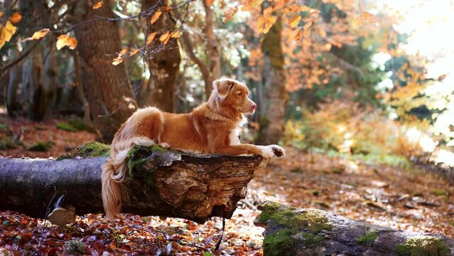 Nova Scotia Duck Tolling Retriever in Autumn Forest. The dog relaxes on a fallen tree trunk amid vibrant fall foliage, evoking feelings of Adventure and Outdoor Exploration