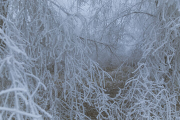 Nature under the frost, branches covered with ice