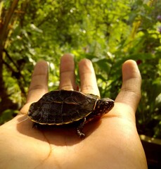 turtle in the park. srilanka animal 