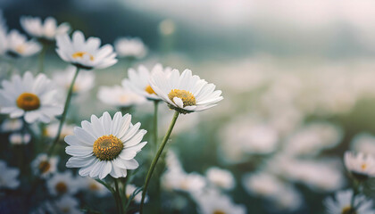 Fototapeta premium Pure White Daisies in a Blurred Field