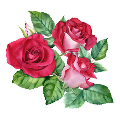 A watercolor composition with red roses bloom bud and leaves. Illustration isolated on white for cards invitation clipart